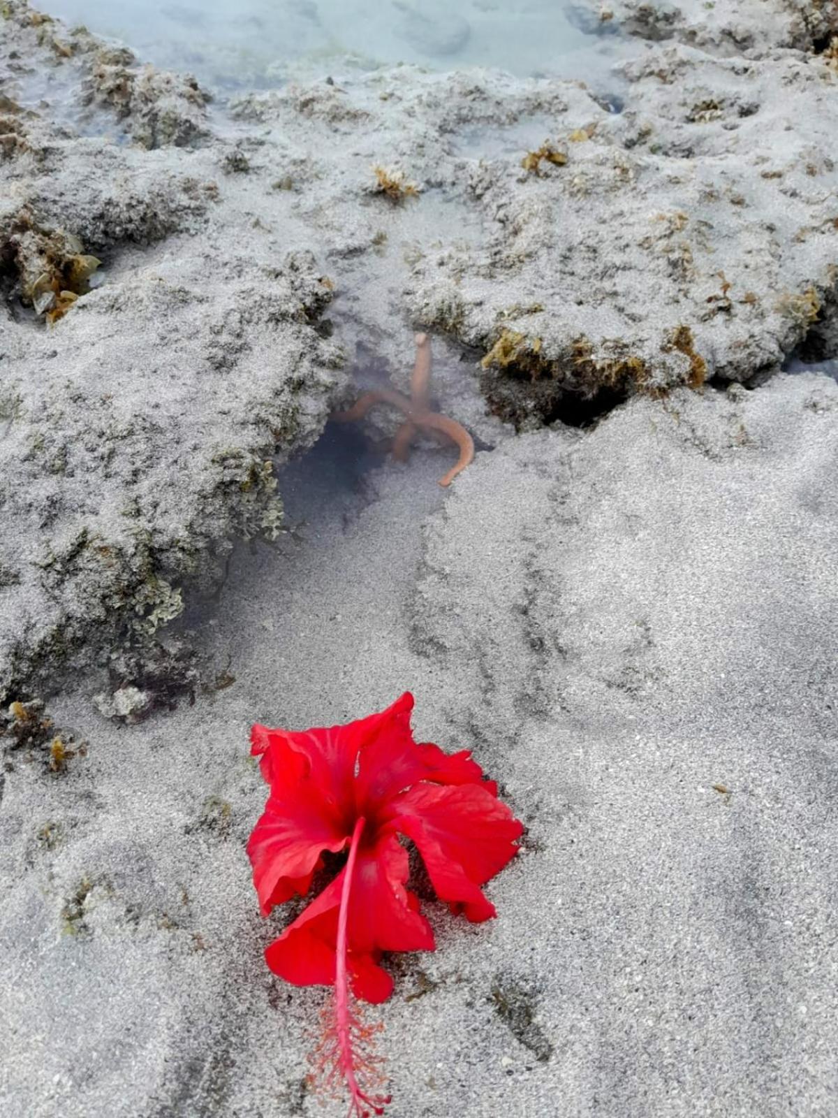 Pousada Flor Da Barra Maragogi Exterior photo